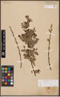 Foto von Salix aurita L.